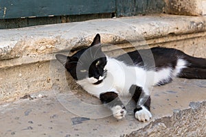 Black and white cat lying on the stone step, in Old City of Dubrovnik, Croatia.