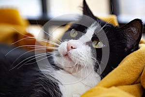 Black white cat lying on a yellow blanked