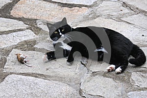 Black and white cat and a mouse