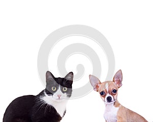 Black and white cat near little chiwawa puppy dog photo