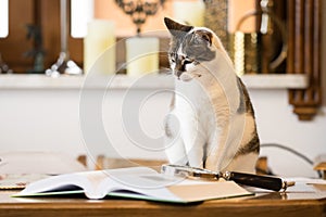 Black and white cat next to a book