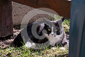 Black and white cat outdoors