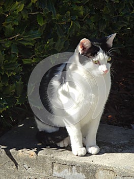 Black and White Cat Outside without a Collar