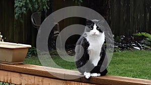 Black and white cat perched on a deck railing