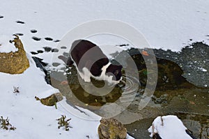 Cat on thin ice