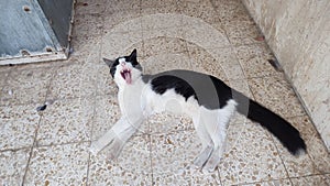Black white cat pet animal