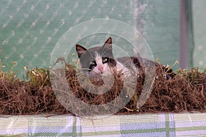 black and white cat on pharmacy chamomile