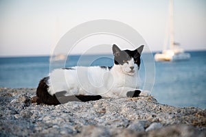 Black and white cat is pictured taking a restful nap in a peaceful outdoor setting