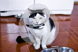 Black-white cat with plastic medical collar is sitting on a floor of kitchen near to fridge and bowls with cat food