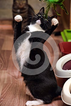 Black and white cat playing