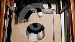 Black and white cat playing with each other in a cardboard box