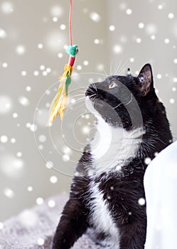 Black and white cat playing with feather toy