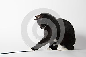 Black and white cat playing with string