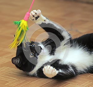 Black and white cat playing