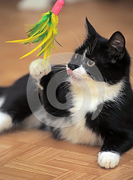 Black and white cat playing