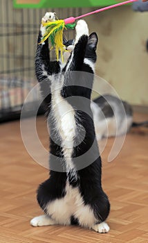 Black and white cat playing