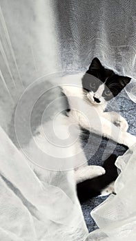 Black and White cat playing with transparent curtain