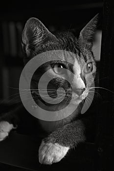 Black & White Cat Portrait 2