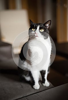 Black and white cat portrait