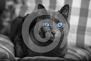 Black and white cat portrait with blue eyes / carthusian cat