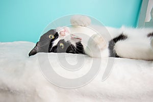 Black and White Cat Portrait in Studio and Wearing a Bow Tie