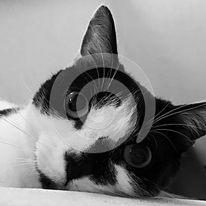 Black and white cat posing for a photo