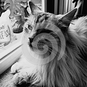 Black and white cat potrait