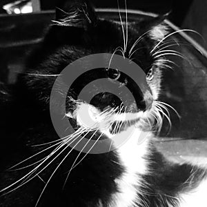 Black and white cat potrait
