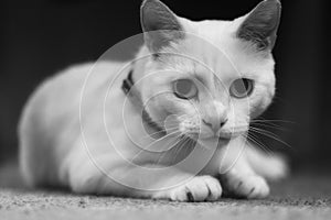 Black and white cat
