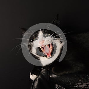 Black and White Cat Predator Licks in the camera shows a grin and all the teeth . concept about pets and animals