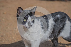 Black and white cat in profile