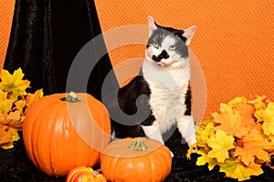 Black and White Cat and Pumpkins