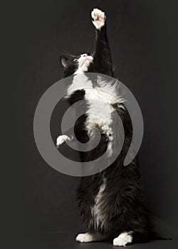 Black and white cat reaches wtih paw vertically to catch something off camera in studio