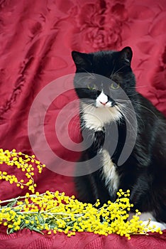Black and white cat on a red background