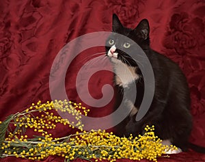 Black and white cat on a red background