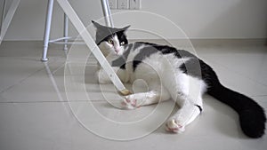 Black and white cat relax under table, full body