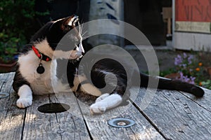 Black and white cat resting in a garden