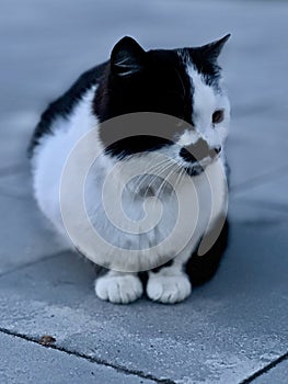 A black and white cat is resting on the path in the yard. A black cat sits and looks into the distance. Pet feline, close-up