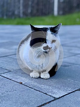 A black and white cat is resting on the path in the yard. A black cat sits and looks into the distance. Pet feline, close-up