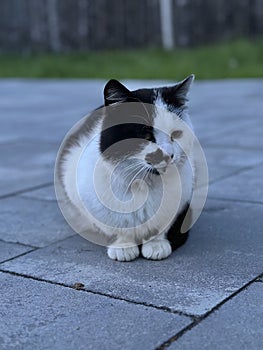 A black and white cat is resting on the path in the yard. A black cat sits and looks into the distance. Pet feline, close-up