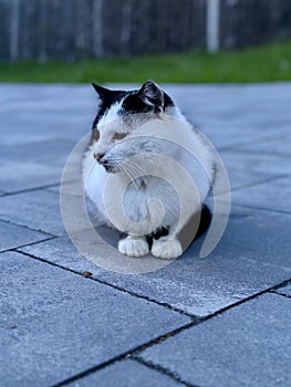 A black and white cat is resting on the path in the yard. A black cat sits and looks into the distance. Pet feline, close-up