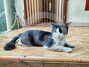A black and white cat is resting peacefully