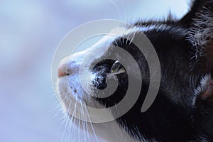 black and white cat resting in the shade