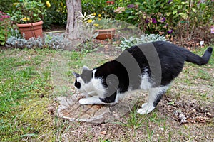 Black and white cat scratching
