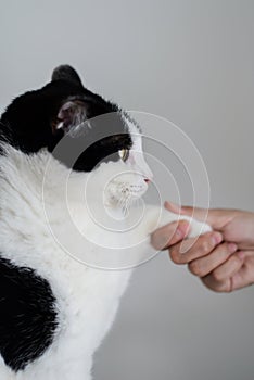 Black white cat shake hand with people