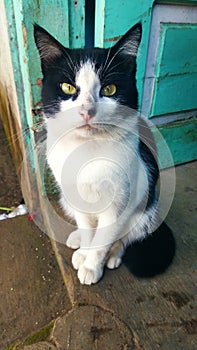 black and white cat with sharp eyes