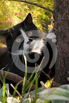 Black and white cat sharpening its claws