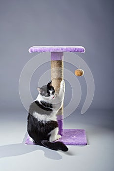 Black and white cat sharpening its claws on a scratching post, o