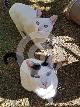 Black and white cat siblings