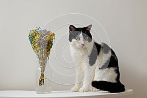 Black and white cat sit on tea table with a bottle of colorful flowers